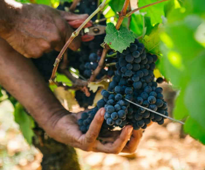 Récolte de raison en Bourgogne dans le vignoble des parcelles du Domaine D'Ardhuy
