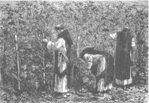 Les moines clunisiens plantant des vignes.