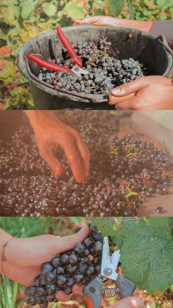 Images of the harvest of the 2021 vintage.